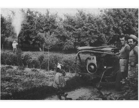 Raccolta di cipolle, inizio anni cinquanta (foto Ferlini, Imola)