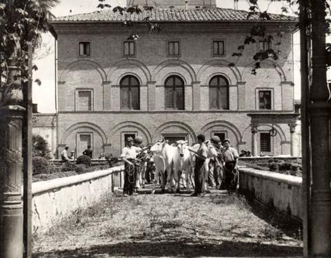 Foto di gruppo con buoi di razza chianina nel viale padronale di accesso alla villa (1935 circa)