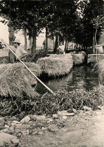 Trasporto di riso su barche dai campi al centro aziendale, anni cinquanta