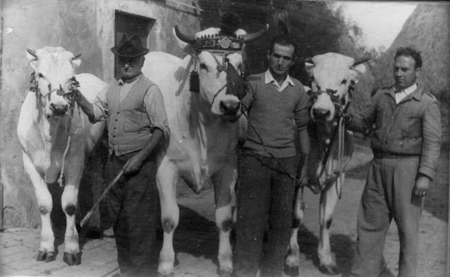 Bovini da ingrasso e da lavoro pronti per esposizione (vacche razza chianina), anni Cinquanta