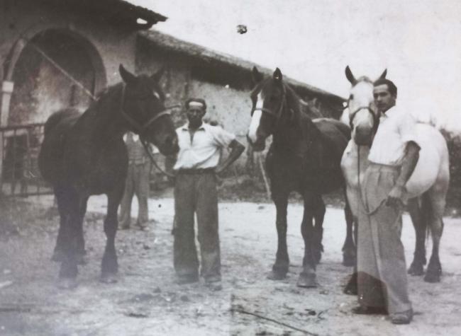 Gruppo di muli e cavalli allevati dall’Azienda Carlo Magri, destinati allo Stato Italiano per i reggimenti Alpini, 1940 ca.
