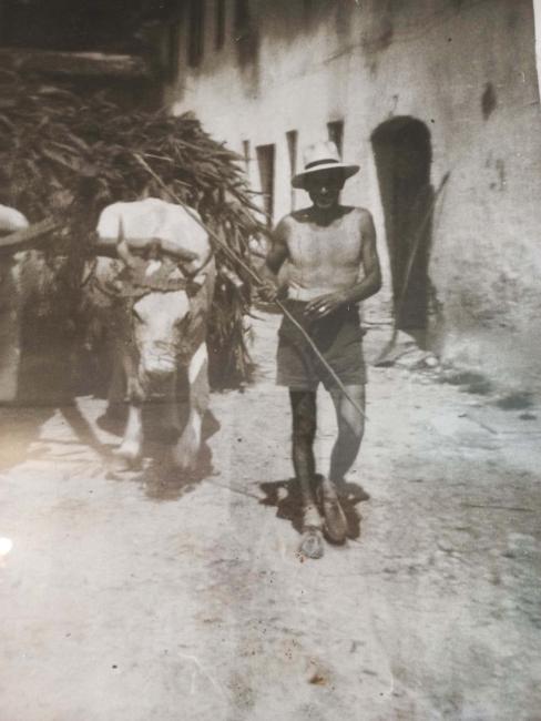 Guglielmo Magri (padre) guida un carro in legno trainato da due manzi romagnoli. La stessa razza di bovini verrà premiata in numerose esposizioni di bestiame, 1947