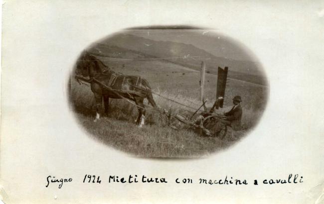 Mietitura con macchina a cavalli, 1924
