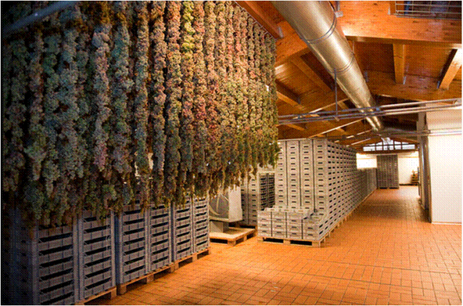 La sala dove si fa appassire l'uva Vespaiola per ottenere il Torcolato, 2016