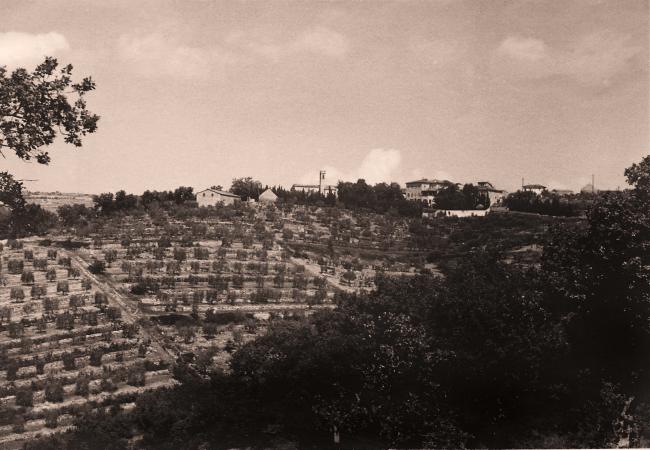 Veduta di Fonterutoli con terrazzamenti (1928)