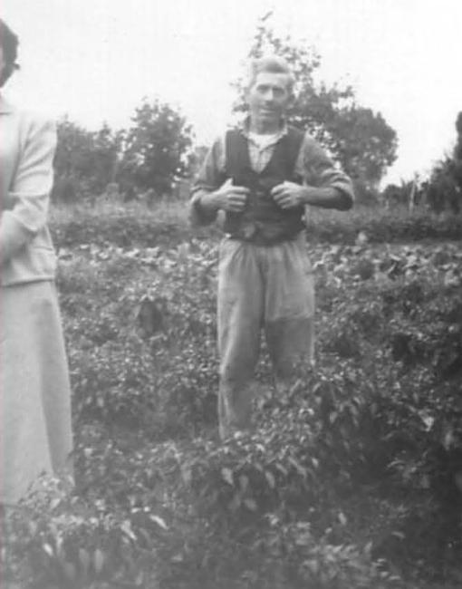 La coltivazione dei peperoni nell'ortaglia di Zosimo a Robecco (1950)